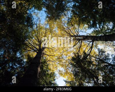 Canopies jaunes de tremble dans la forêt boréale Banque D'Images