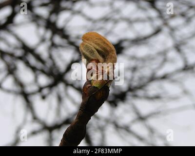 Arbre bourgeons châtaigne au printemps. Jeunes bourgeons de grande taille sur les branches sur un arrière-plan flou sous le soleil éclatant. Magnifique printemps frais fond naturel. Banque D'Images