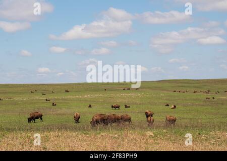 Bison à la réserve de bisons des Prairies de Tall Grass à Pawhuska, Oklahoma Banque D'Images