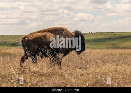 Bison à la réserve de bisons des Prairies de Tall Grass à Pawhuska, Oklahoma Banque D'Images