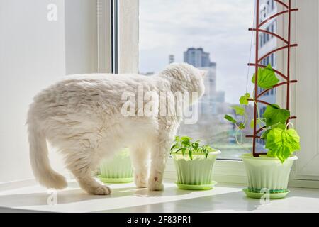 Jardin potager sur le rebord de la fenêtre sur fond de ciel bleu et de bâtiments urbains. Jeunes plantes de concombre, poivron dans pots verts.mignon blanc domestique Banque D'Images