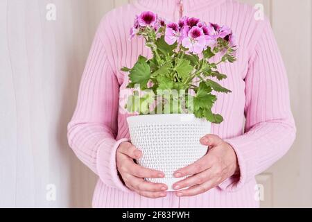 Une femme caucasienne âgée sans visage dans un gilet rose tenant dans ses mains une plante en pot fleur pelargonium régal. Banque D'Images