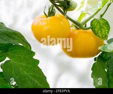 Culture de tomate sur la plante. Serre aux tomates jaunes bio savoureuses. Gros plan. Banque D'Images