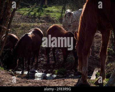 Troupeau de différentes races de chevaux buvant d'un ruisseau par une chaude journée. Banque D'Images