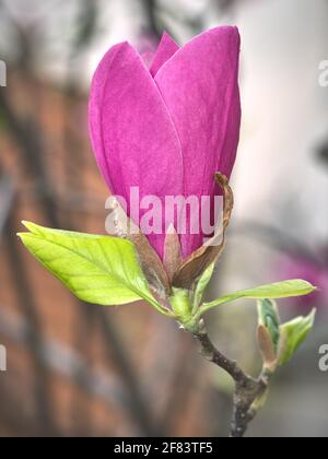 Fleur de magnolia au printemps. Banque D'Images