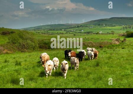 Troupeau de vaches dans un champ sous les montagnes dans Bantry sur la voie de l'Atlantique sauvage à West Cork in Irlande Banque D'Images