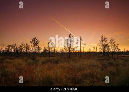 Paysage de l'aube d'automne avec marais au coucher du soleil. Silhouettes d'arbres sombres sur fond coloré Sunrise Sky. Pistes aériennes dans Sunny Sky Banque D'Images