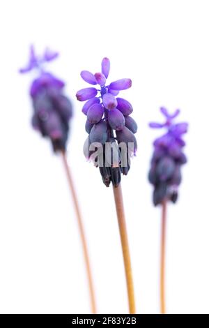 Trois (3) jacinthe commune de raisin ou jacinthe commune de raisin d'amidon (Muscari negectum) sur fond blanc Banque D'Images