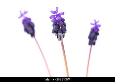 Trois (3) jacinthe commune de raisin ou jacinthe commune de raisin d'amidon (Muscari negectum) sur fond blanc Banque D'Images