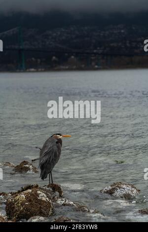 Un héron bleu froid se trouve au-dessus d'une roche recouverte d'algues Le pont Lion's Gate s'étend de Vancouver à West Vancouver en arrière-plan sur le Banque D'Images