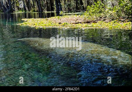 natation de lamantins, eau claire, grand mammifère marin, faune, animal, Nature, Trichechus manatus, parc national d'Ichetucknee Springs, Floride, fort White, Banque D'Images