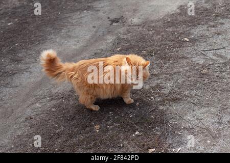 Un chat de gingembre errant debout dehors sur la terre et regardant autour. Banque D'Images