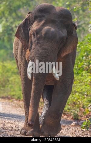 Portrait d'un Tusker sauvage - photographié à Jim Corbett Parc national (Inde) Banque D'Images