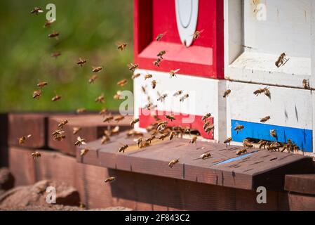 Ruches et abeilles en bois. Gros plan sur les abeilles volantes. Banque D'Images