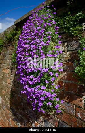 Plantes à fleurs Aubretia Banque D'Images