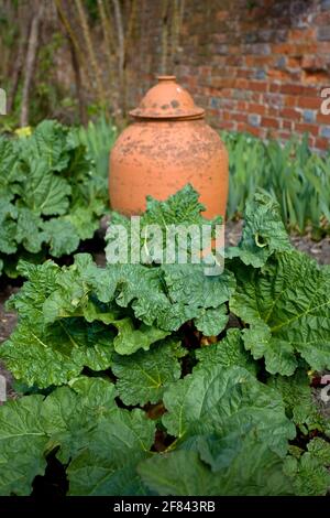 Rhubarbe avec pot en terre cuite dans le jardin Banque D'Images