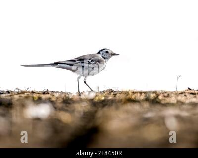 Wagtail blanc sur le sol Banque D'Images