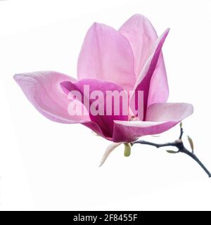 Fleur de magnolia sur fond blanc. Banque D'Images