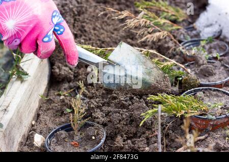 genévrier de plantation. Travail saisonnier dans le jardin. Arbustes décoratif pour jeunes. Concept de jardinage. Banque D'Images