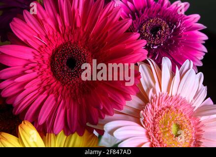 Fleurs de Gerbera, plantes de la nature fraîches en gros plan. Bouquet floral de fleurs pourpres, roses et rouges. Magnifique motif coloré avec pétales de fleur closéeu Banque D'Images