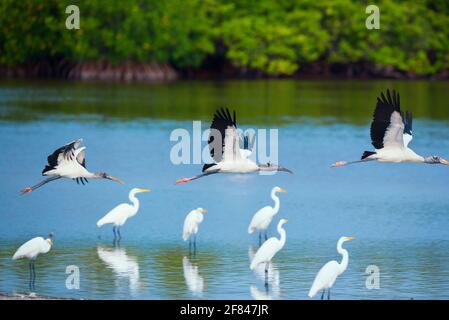 Wood Storks (Mycteria Americana) en vol, île de Sanibel, J.N. Ding Darling National Wildlife refuge, Floride, États-Unis Banque D'Images