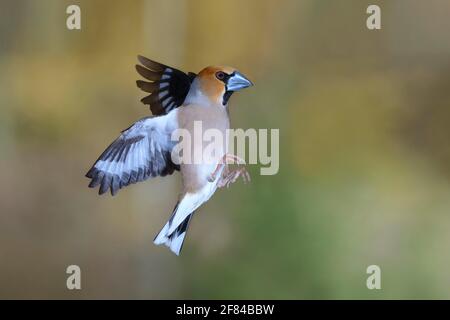 Hawfinch (Coccothrautes coccothrautes) en vol, Siegerland, Rhénanie-du-Nord-Westphalie, Allemagne Banque D'Images