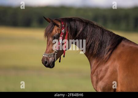 Jument arabe pur-sang avec halter traditionnel en portrait, Rhénanie-Palatinat, Allemagne Banque D'Images