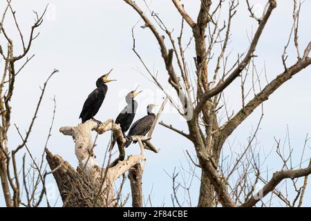 Grand cormoran (Phalacrocorax carbo) trois adultes se reposant et bâchant sur un arbre mort, Gartz, Parc national de la vallée inférieure de l'Oder, Brandebourg, Allemagne Banque D'Images