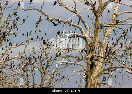 Grand cormoran (Phalacrocorax carbo), oiseaux de repos sur des arbres morts, réserve naturelle Anklamer Stadtbruch, Anklam, Mecklembourg-Poméranie occidentale, Allemagne Banque D'Images