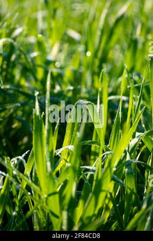 Gouttes d'eau sur les plants de blé Banque D'Images