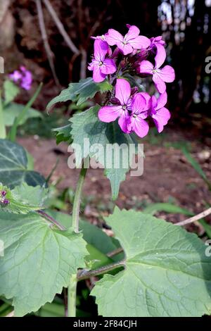 Lunaria annua ‘Munstead Purple’ Common Honesty Munstead Purple – fleurs roses pourpres et grandes feuilles en forme de cœur, avril, Angleterre, Royaume-Uni Banque D'Images