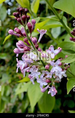 Syringa vulgaris ‘Bleu de Wedgewood’ lilas commun Bleu de Wedgewood – fleurs à bords roses bleu pâle, avril, Angleterre, Royaume-Uni Banque D'Images