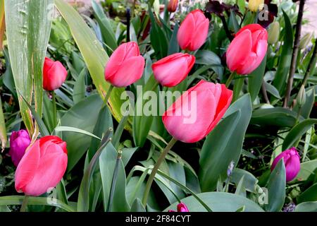 Tulipa ‘impression rouge’ hybride Darwin 4 tulipe d’impression rouge – grandes fleurs roses, bords rouges écarlate, avril, Angleterre, Royaume-Uni Banque D'Images