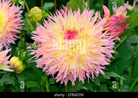 Dahlia (Dahlia), variété Hapet Perfekt, fleurs de couleur saumon, Rhénanie-du-Nord-Westphalie, Allemagne Banque D'Images