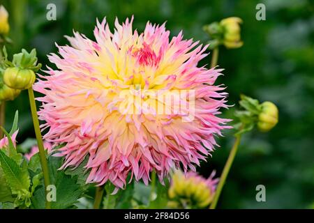 Dahlia (Dahlia), variété Hapet Perfekt, fleurs de couleur saumon, Rhénanie-du-Nord-Westphalie, Allemagne Banque D'Images
