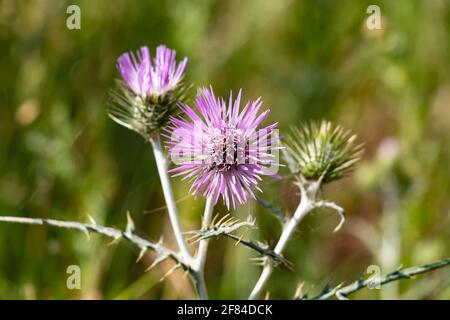 Le chardon-Marie violet, Galactites elegans ou Galactites tomentosa, également connu sous le nom de Cardota, est une plante de la famille des Asteraceae d'origine méditerranéenne Banque D'Images