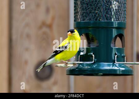 Portrait d'un homme américain Goldfinch à un oiseau vert convoyeur avec un arrière-plan de clôture en bois Banque D'Images