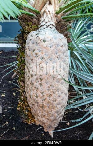 Le Dioon spinulosum, le dioon géant, ou palmier à gomme, est un cycada endémique aux falaises calcaires et aux coteaux rocheux des forêts tropicales humides de Veracruz et Oax Banque D'Images