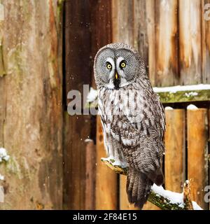 Grand hibou gris (Strix nebulosa) sur la perche enneigée, captive, Allemagne Banque D'Images