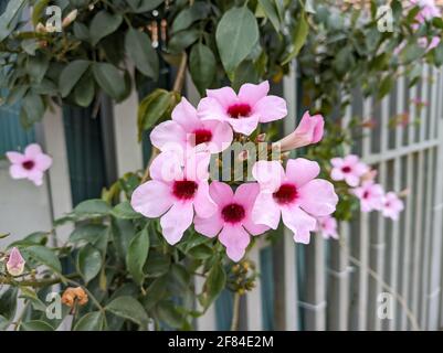 Bougainvillea spectabilis Willd ou Bougainvillea glabra Choisy. Aussi connu sous le nom de grand bougainvillea, Bougainvillea glabra, le petit bougainvillea ou p Banque D'Images