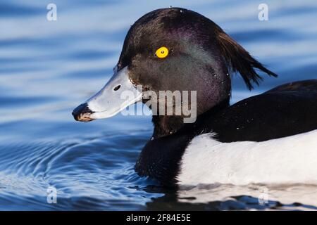 Canard touffeté (Aythya fuligula), drake, Allemagne Banque D'Images