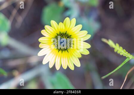 La Marguerite d'Afrique jaune, Osteospermum est un genre de plantes à fleurs appartenant aux Calendulae, une des plus petites tribus du tournesol, le famil de Marguerite Banque D'Images