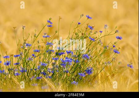 Cornflowers dans le champ d'orge, réserve naturelle de Dingdener Heide, Rhénanie-du-Nord-Westphalie, Allemagne Banque D'Images