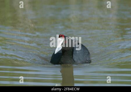 Coot à pointes rouges (Fulica cristata), Albufera, Majorque, Espagne Banque D'Images