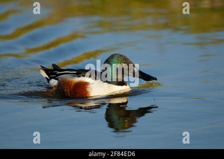 Northern Shoveler (Añas clypeata), drake en robe d'accouplement, pays-Bas Banque D'Images