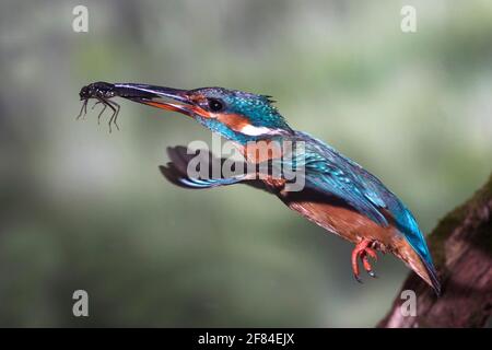 kingfisher commun (Alcedo atthis) s'approchant des larves de libellules vers le site de reproduction de la rive abrupte, Rhénanie-du-Nord-Westphalie, Allemagne Banque D'Images