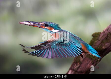 kingfisher commun (Alcedo atthis) s'approchant avec des poissons jusqu'au site de reproduction sur une rive abrupte, Rhénanie-du-Nord-Westphalie, Allemagne Banque D'Images