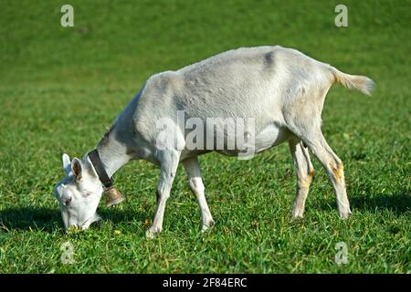 Paître de chèvre saanen non corné, Saanen, Obersimmental-Saanen, canton de Berne, Suisse Banque D'Images