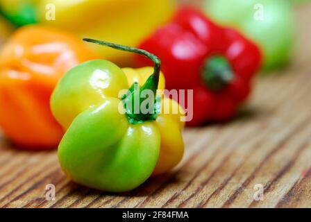 Chocolat Habanero (Capsicum chinense) , Chili Banque D'Images