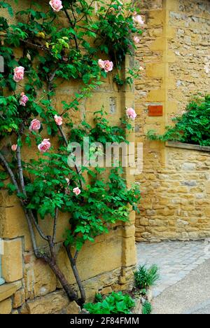 Montée de rose sur le mur de la maison, Oingt, Beaujolais, France Banque D'Images